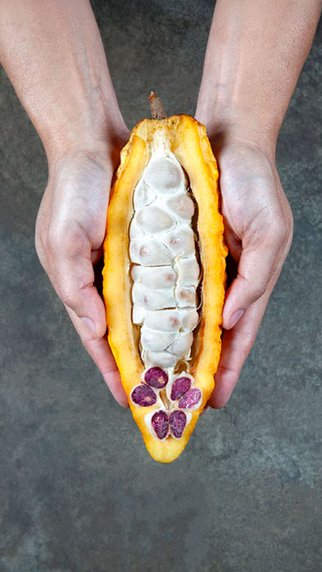 Un legado que sabe a cacao
